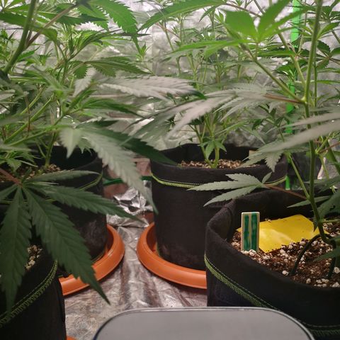 Di Frutti  growlog timeline photo