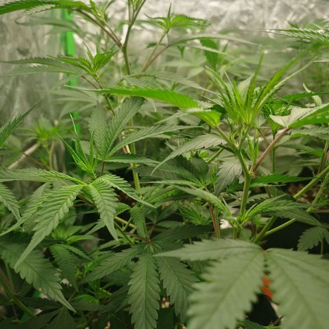 Di Frutti  growlog timeline photo
