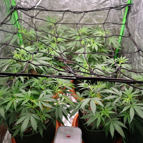 Di Frutti  growlog photo: Installed SCROG net as going into bloom
