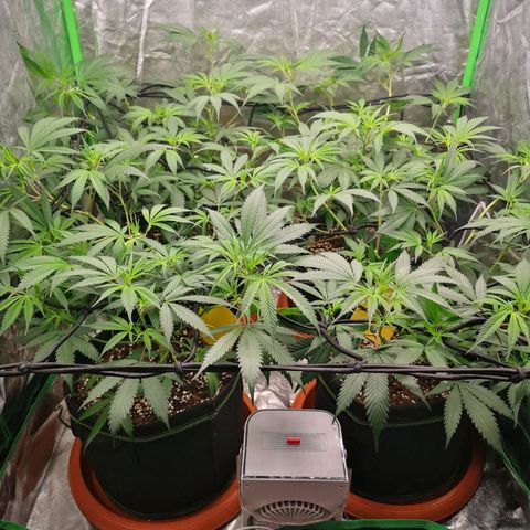 Di Frutti  growlog photo: Watered with 1ltr mixed with cal mag powder 