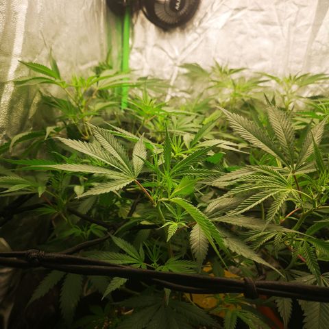 Di Frutti  growlog timeline photo