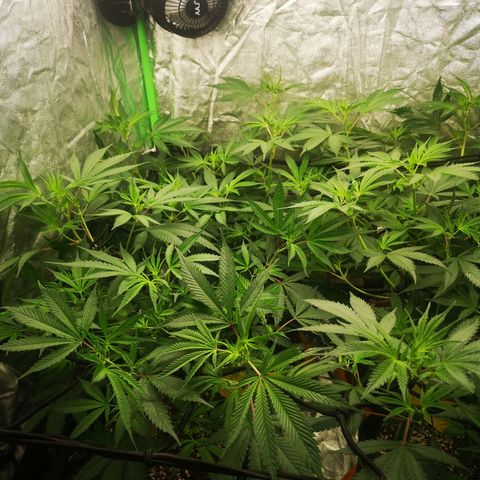 Di Frutti  growlog timeline photo