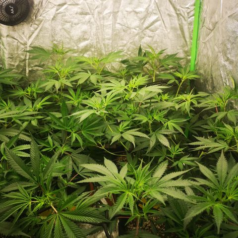 Di Frutti  growlog timeline photo