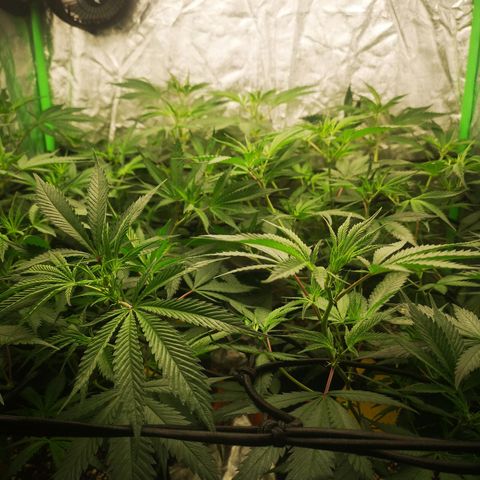 Di Frutti  growlog timeline photo