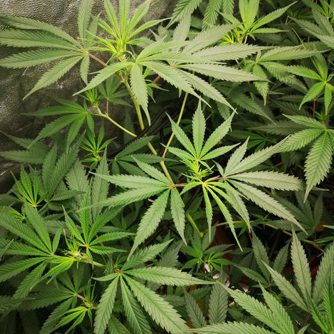 Di Frutti  growlog timeline photo