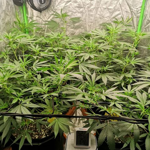 Di Frutti  growlog timeline photo