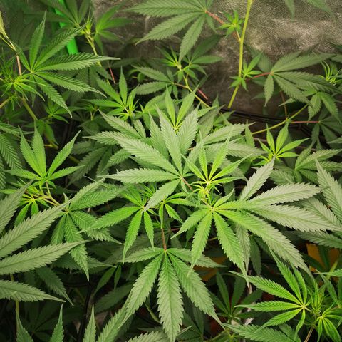 Di Frutti  growlog timeline photo