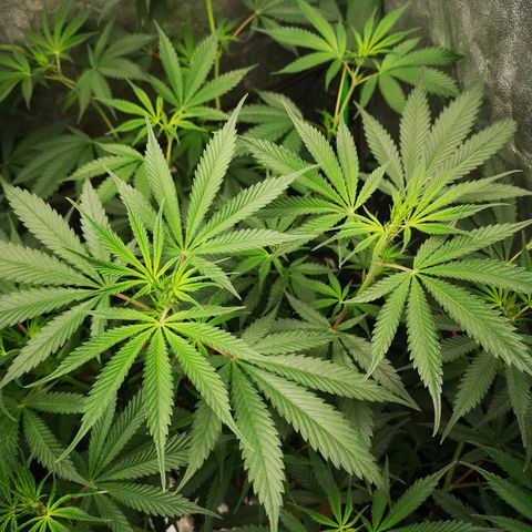Di Frutti  growlog timeline photo