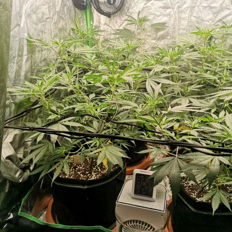 Di Frutti  growlog timeline photo