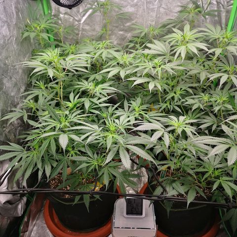 Di Frutti  growlog timeline photo
