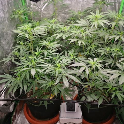 Di Frutti  growlog timeline photo