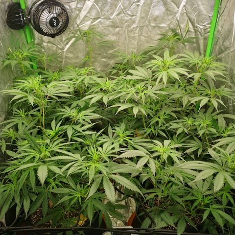 Di Frutti  growlog timeline photo