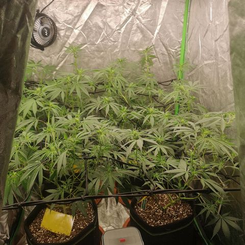 Di Frutti  growlog timeline photo