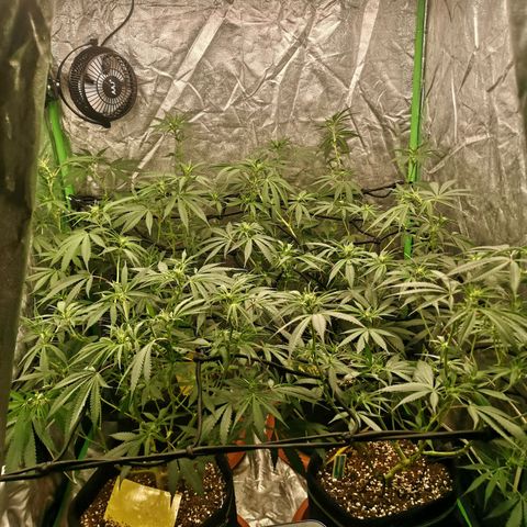 Di Frutti  growlog timeline photo