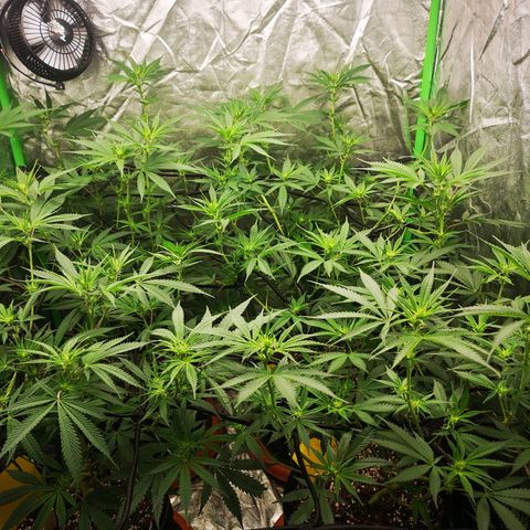 Di Frutti  growlog timeline photo