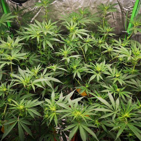 Di Frutti  growlog timeline photo