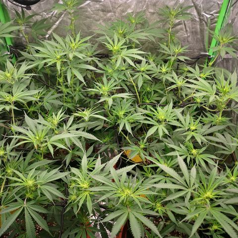 Di Frutti  growlog timeline photo