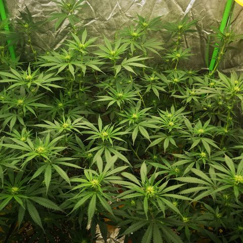 Di Frutti  growlog timeline photo