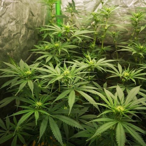 Di Frutti  growlog timeline photo