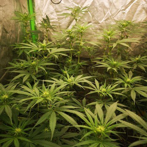 Di Frutti  growlog timeline photo
