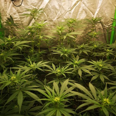 Di Frutti  growlog timeline photo