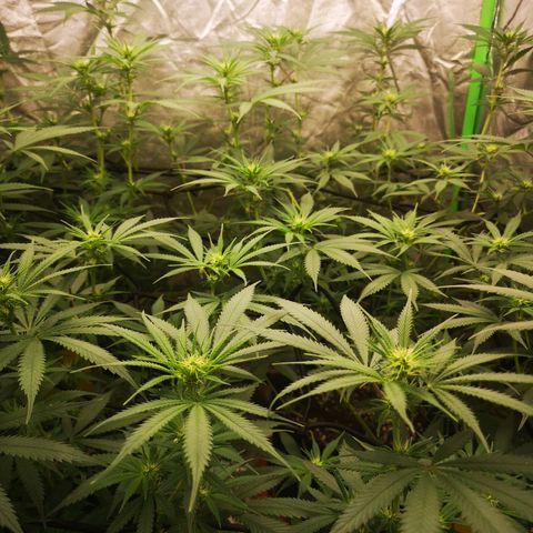 Di Frutti  growlog timeline photo