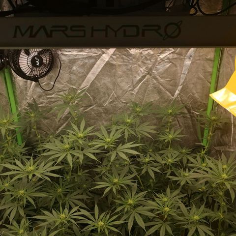 Di Frutti  growlog timeline photo