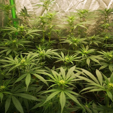 Di Frutti  growlog timeline photo
