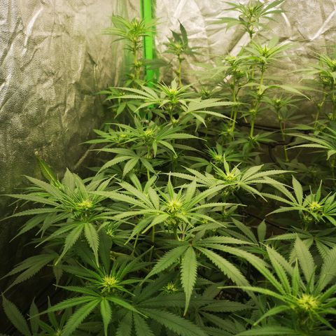 Di Frutti  growlog timeline photo