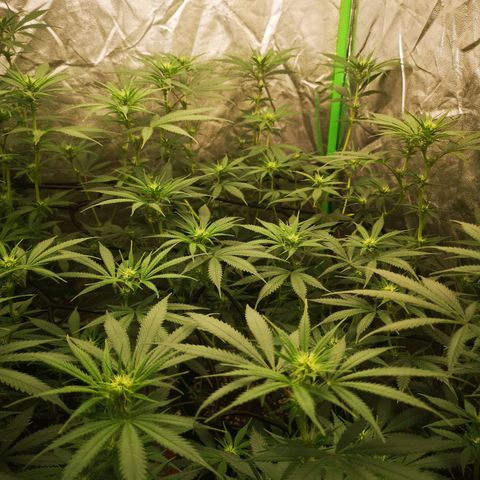 Di Frutti  growlog timeline photo