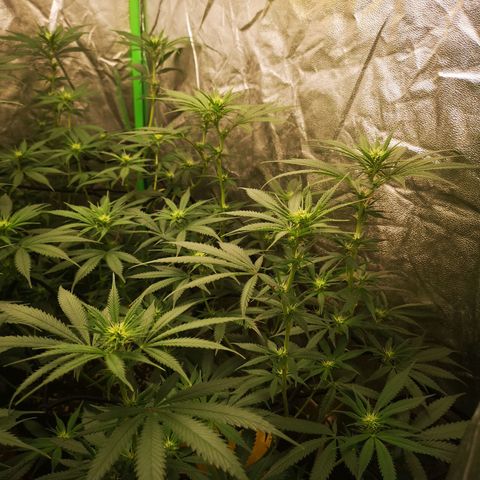 Di Frutti  growlog timeline photo