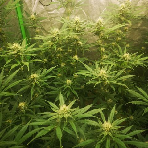 Di Frutti  growlog timeline photo