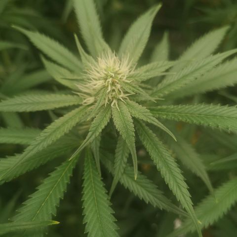 Di Frutti  growlog timeline photo