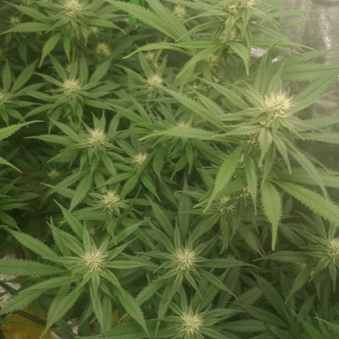Di Frutti  growlog timeline photo