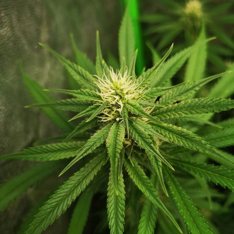 Di Frutti  growlog timeline photo