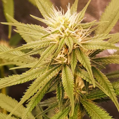 Di Frutti  growlog timeline photo