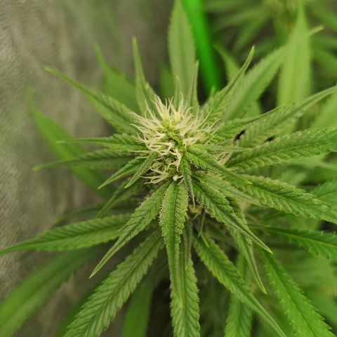 Di Frutti  growlog timeline photo