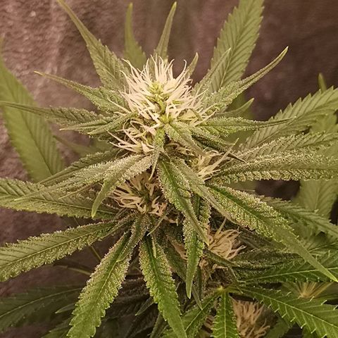 Di Frutti  growlog timeline photo