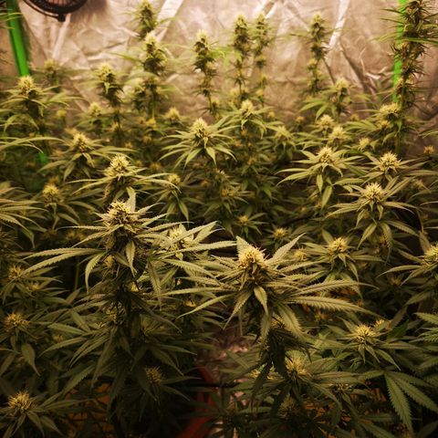 Di Frutti  growlog timeline photo