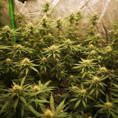 Di Frutti  growlog timeline photo