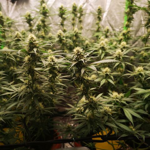 Di Frutti  growlog timeline photo