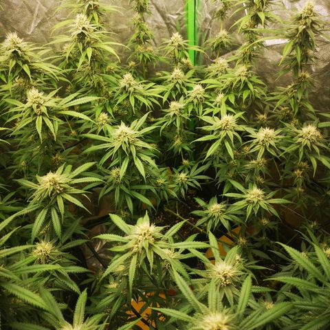 Di Frutti  growlog timeline photo