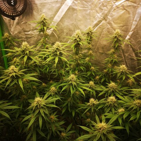 Di Frutti  growlog timeline photo