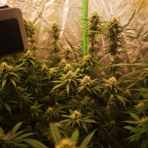 Di Frutti  growlog timeline photo