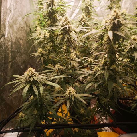 Di Frutti  growlog timeline photo