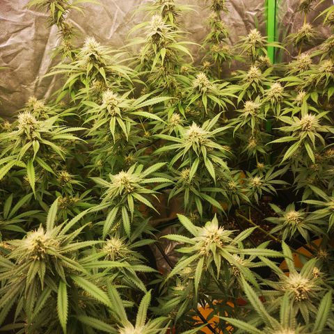 Di Frutti  growlog timeline photo