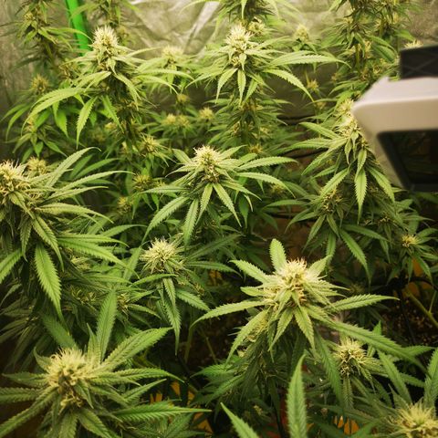 Di Frutti  growlog timeline photo