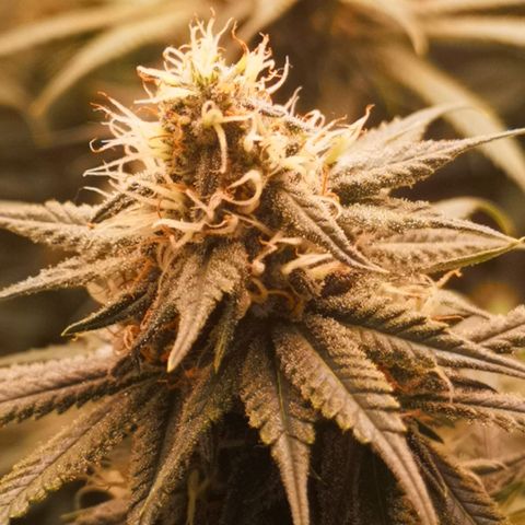 Di Frutti  growlog timeline photo