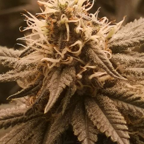 Di Frutti  growlog timeline photo