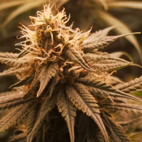 Di Frutti  growlog timeline photo